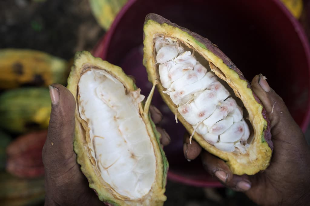 Cacao beans and origins guide illustration.