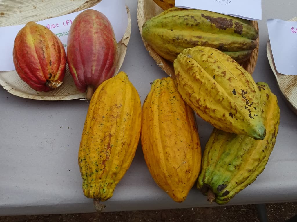 A cracked cacao pod revealing pale beans.