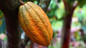 Criollo cacao reference image.