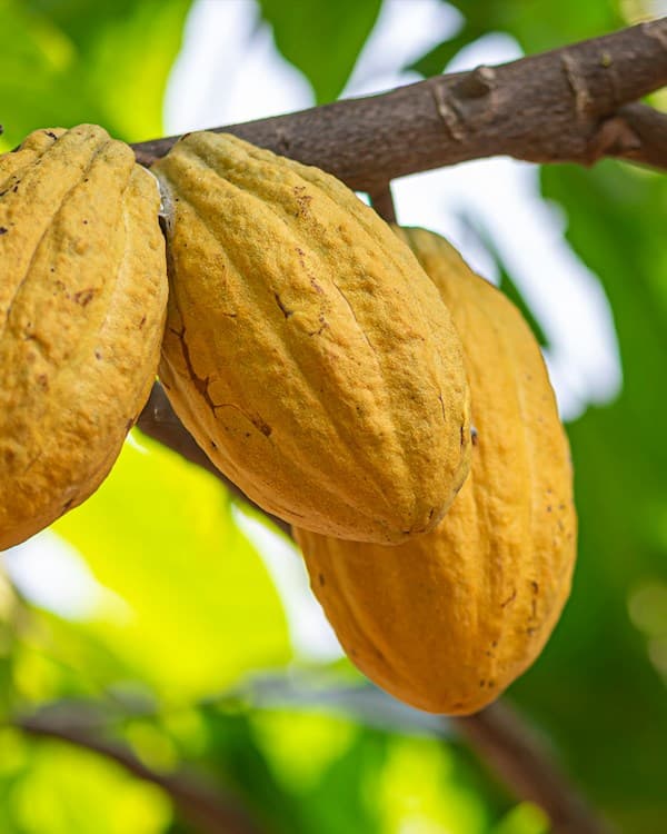 Forastero cacao reference image.