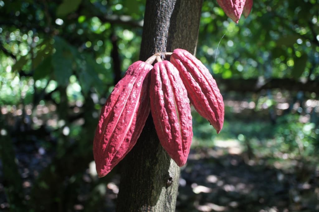 Trinitario cacao reference image.